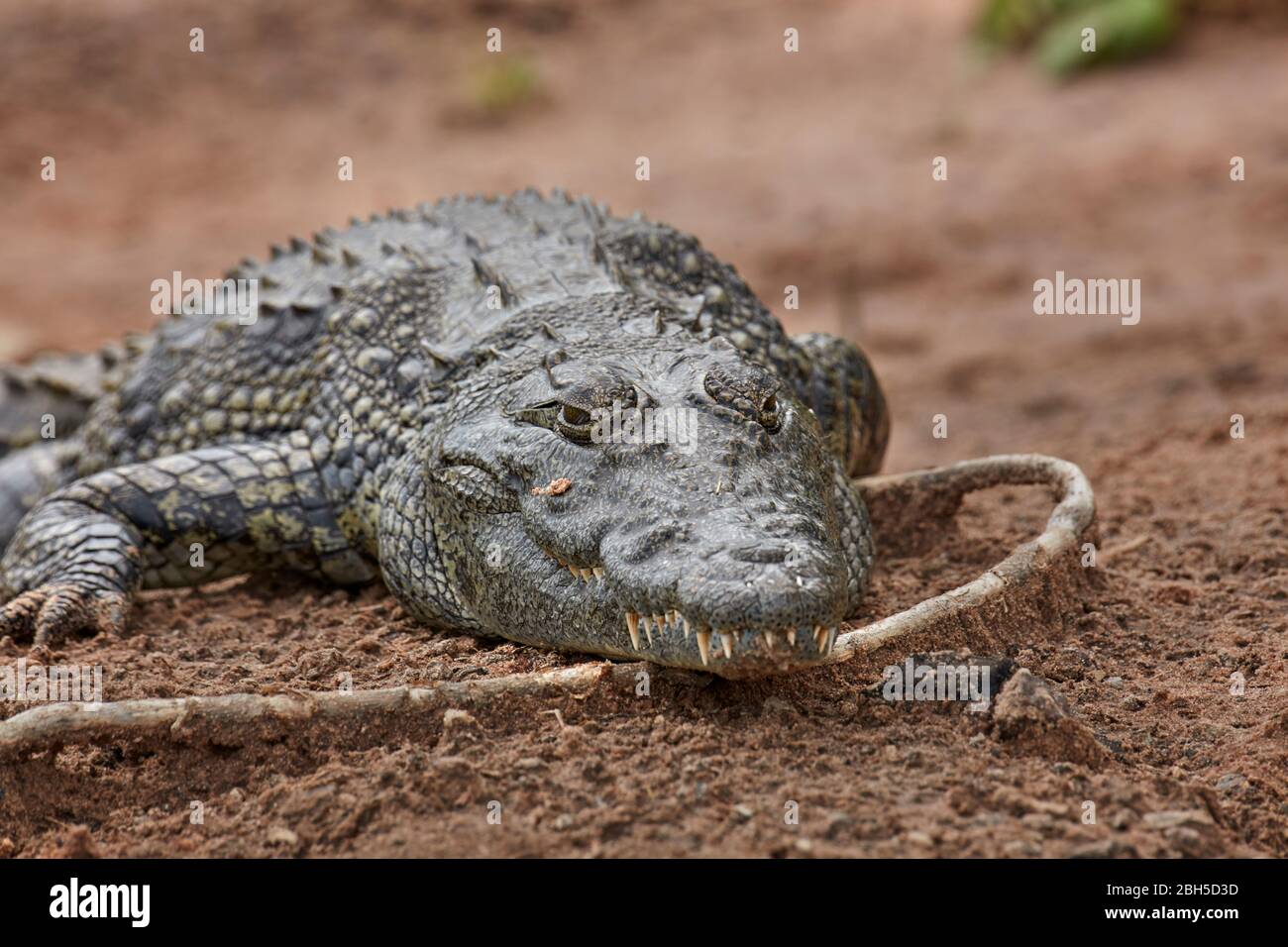 Nil-Krokodil (Crocodylus Niloticus), Chobe River, Chobe National Park, Kasane, Botswana, Afrika Stockfoto