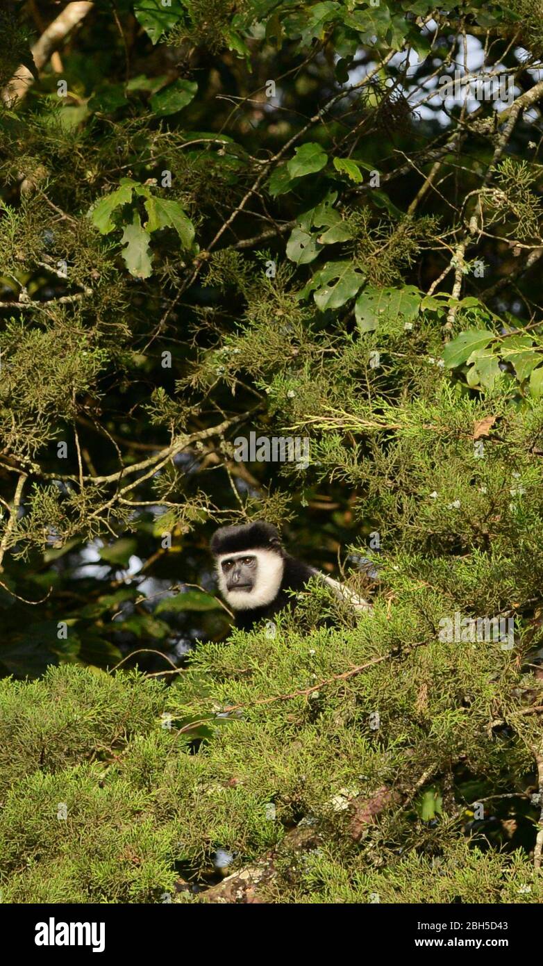 Colobus Affen im Wald in Äthiopien. Stockfoto