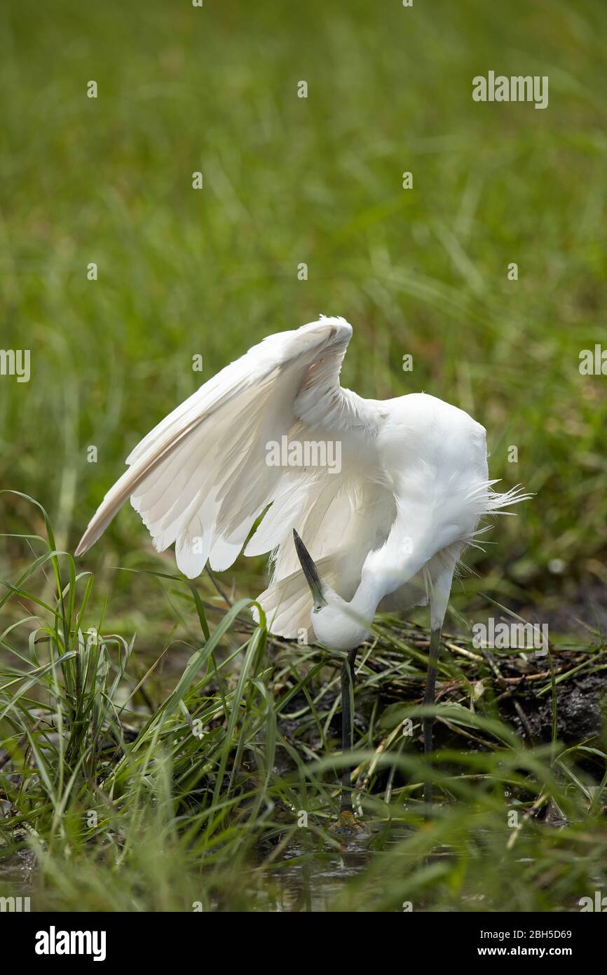 Kleine Silberreiher (Egretta Garzetta), Chobe Nationalpark, Botswana, Afrika Stockfoto