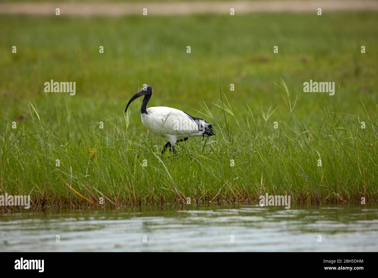 African Sacred Ibis (Threskiornis aethiopicus), Chobe River, Chobe National Park, Botswana, Afrika Stockfoto