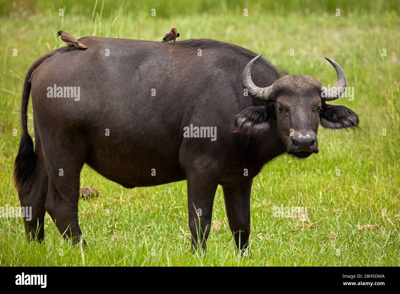 Kap-Büffel (Syncerus caffer caffer) und Gelbschnabeloxpecker, Chobe National Park, Botswana, Afrika Stockfoto