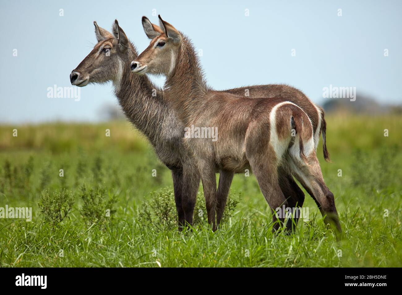 Wasserböcke (Kobus ellipsiprymnus), am Chobe River, Chobe National Park, Kasane, Botswana, Afrika Stockfoto