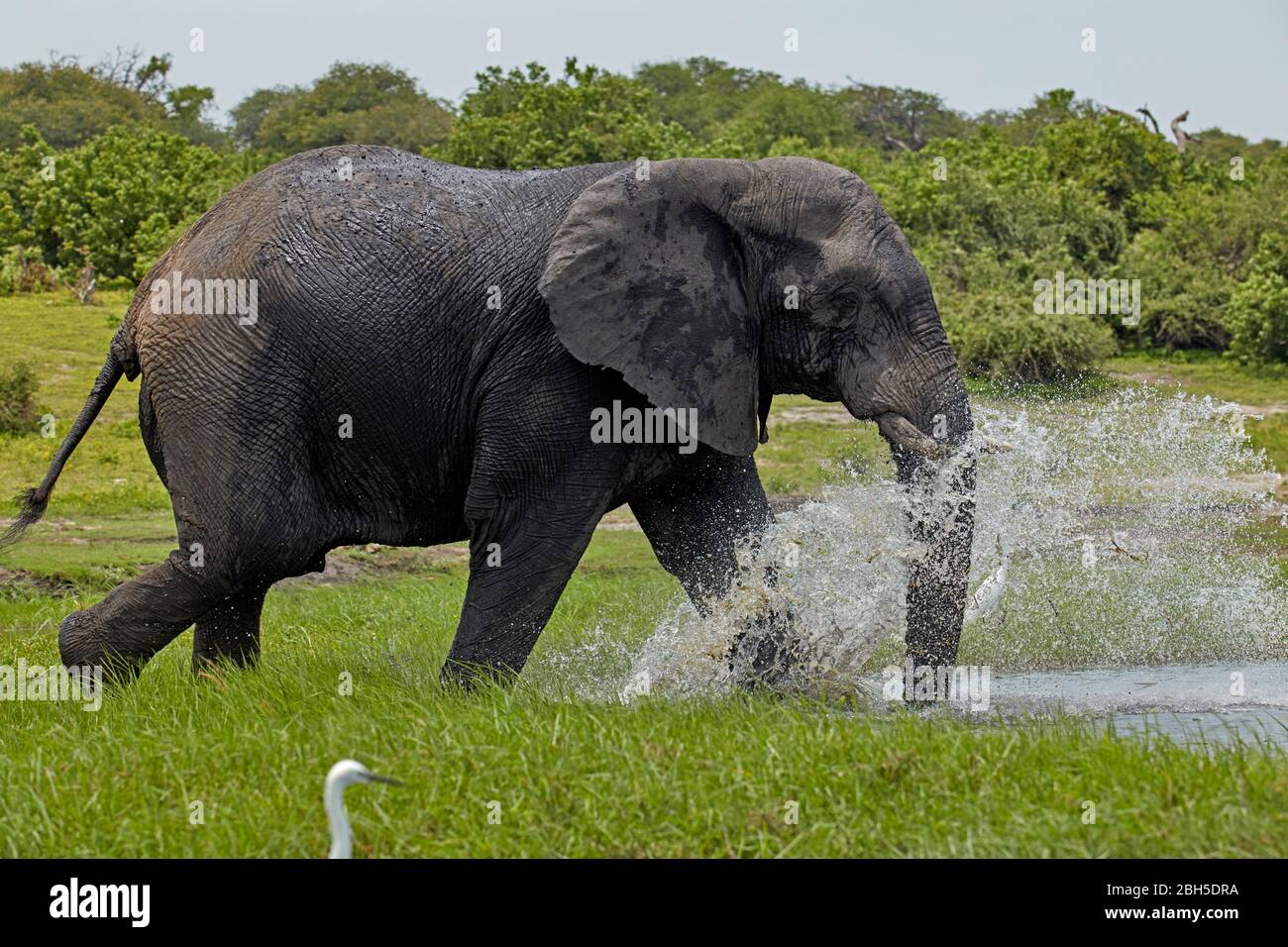 Afrikanischer Elefant (Loxodonta africana), Planschen im Chobe River, Chobe National Park, Botswana, Afrika Stockfoto