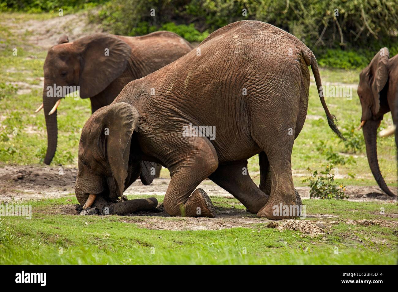 Afrikanischer Elefant, der mit Stoßzähn Schlamm ausgräbt, Chobe River Front Region, Chobe National Park, Botswana, Afrika Stockfoto