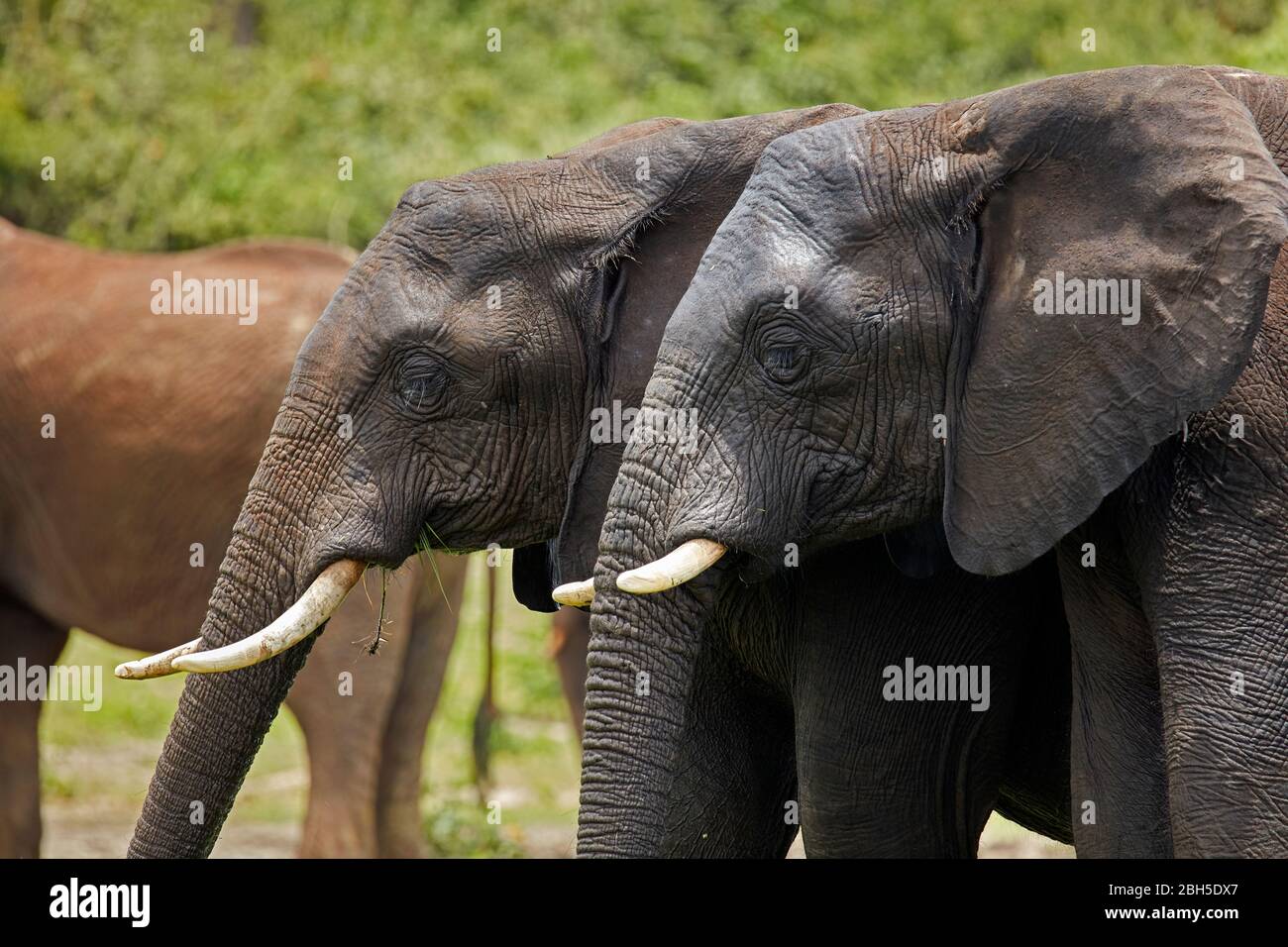 Afrikanische Elefanten (Loxodonta africana), Chobe River Front Region, Chobe National Park, Botswana, Afrika Stockfoto