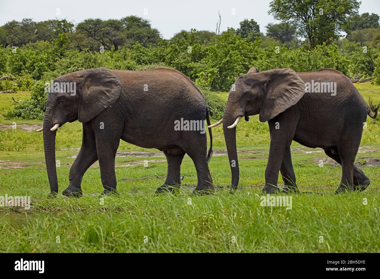 Afrikanische Elefanten (Loxodonta africana), Chobe River Front Region, Chobe National Park, Botswana, Afrika Stockfoto