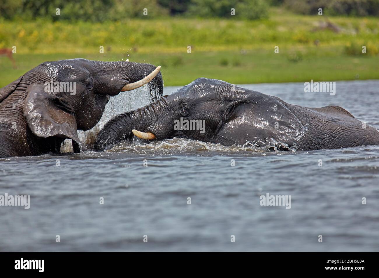 Afrikanische Elefanten (Loxodonta africana) Kämpfe im Chobe River, Chobe National Park, Botswana, Afrika Stockfoto