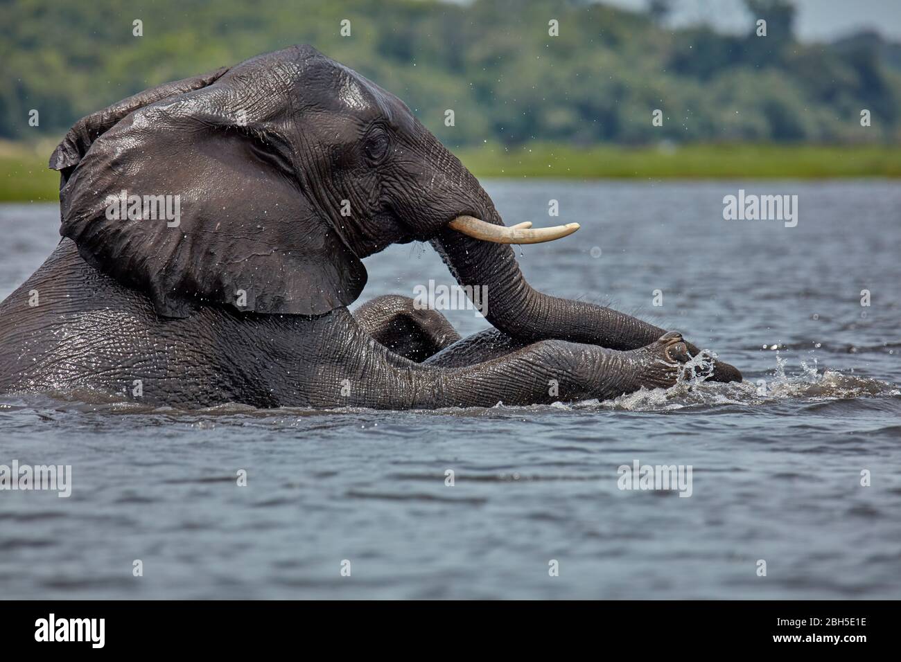 Afrikanische Elefanten (Loxodonta africana) Paarung in Chobe River, Chobe National Park, Botswana, Afrika Stockfoto