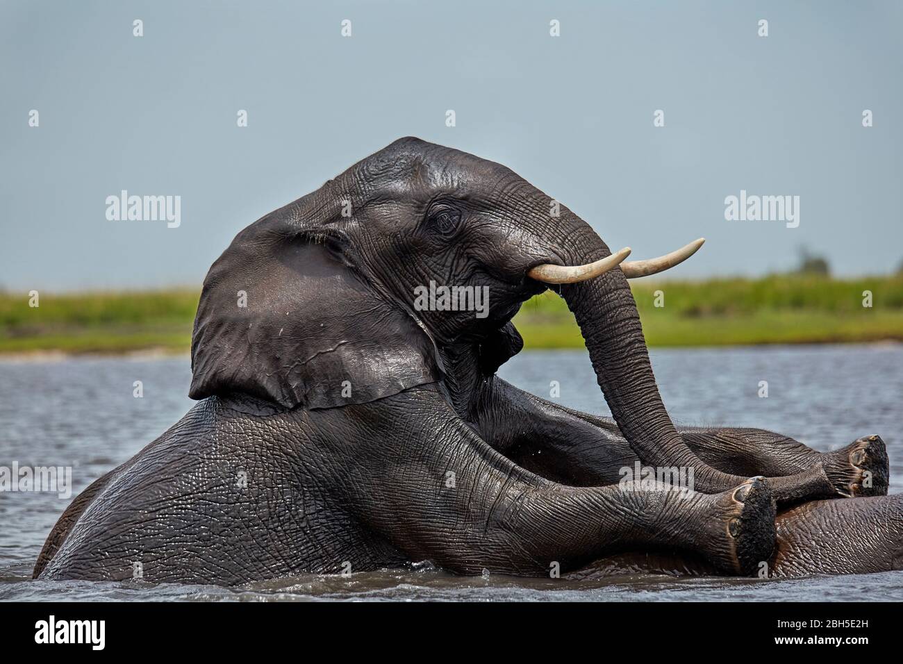 Afrikanische Elefanten (Loxodonta africana) Paarung in Chobe River, Chobe National Park, Botswana, Afrika Stockfoto