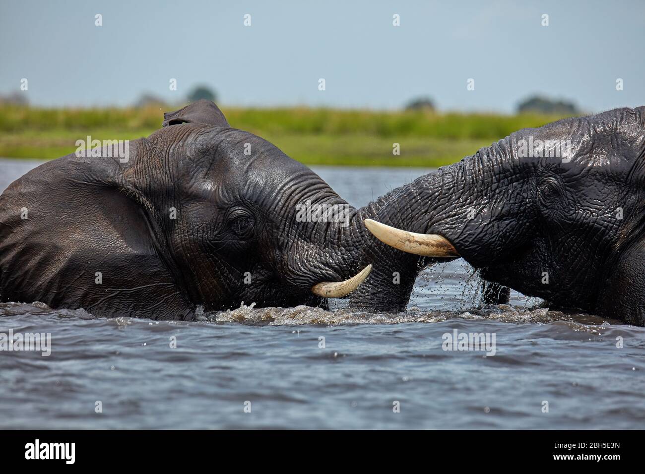 Afrikanische Elefanten (Loxodonta africana) Kämpfe im Chobe River, Chobe National Park, Botswana, Afrika Stockfoto