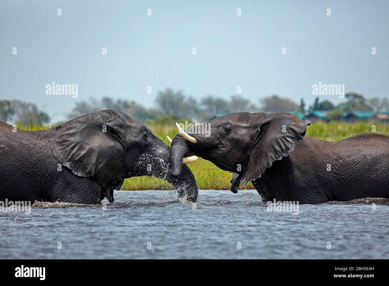 Afrikanische Elefanten (Loxodonta africana) Kämpfe im Chobe River, Chobe National Park, Botswana, Afrika Stockfoto