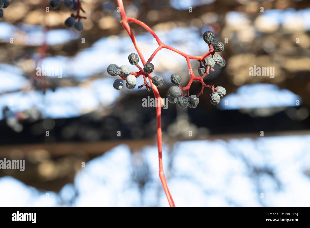 Efeu rote Beeren im Herbst Stockfotografie - Alamy