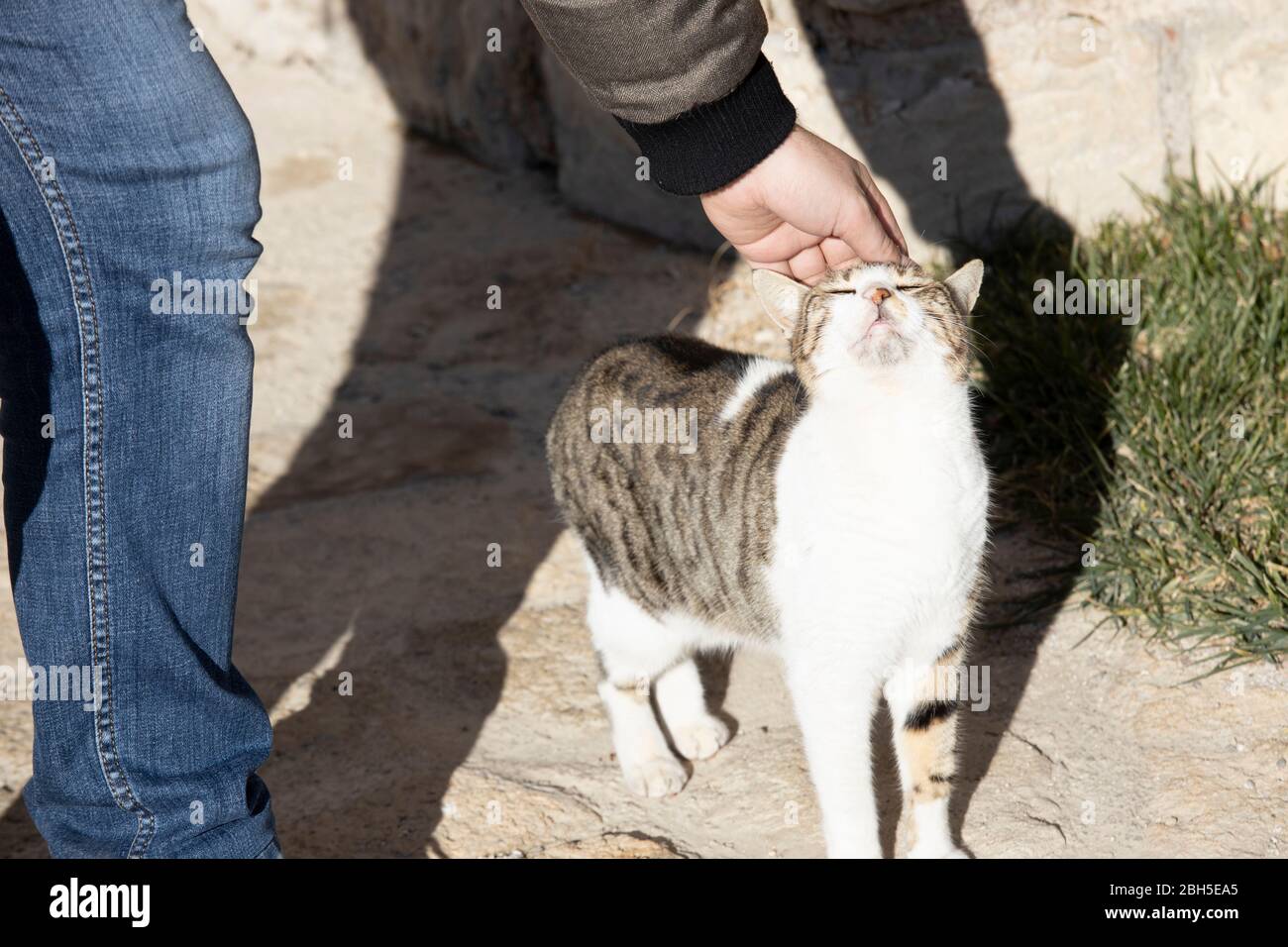 Eine Hand streichelt den Kopf der Katze. Die Katze will geliebt werden. Stockfoto