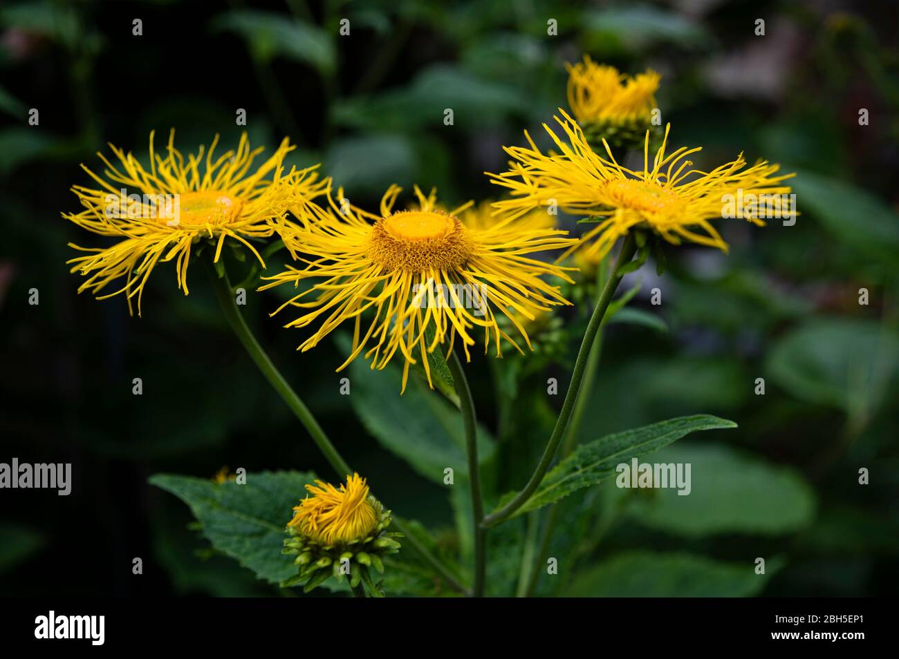 Leuchtend gelbe Blüten auf dunkelgrünem Hintergrund Stockfoto