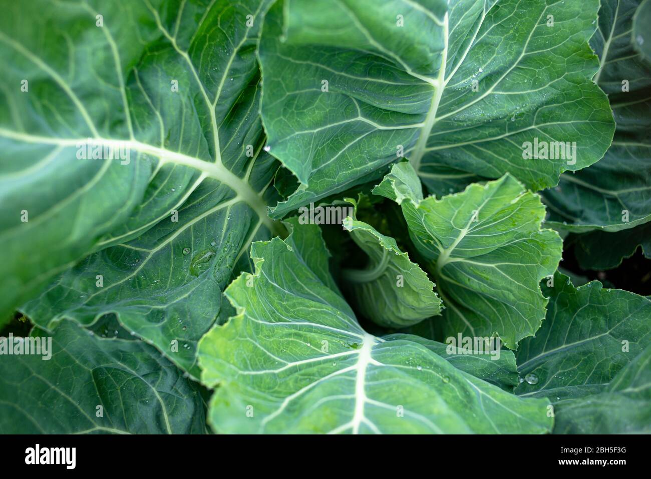 Schöne frische Kohlblätter und Pflanzen wachsen in einem Garten Stockfoto