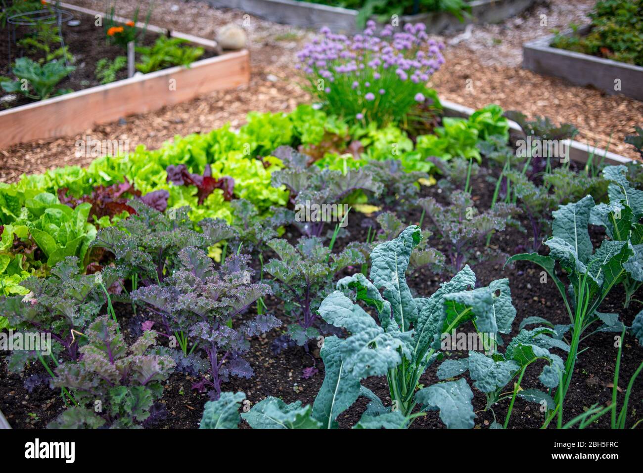 Hochbeet mit Gemüse in einem Gartengrundstück Stockfoto