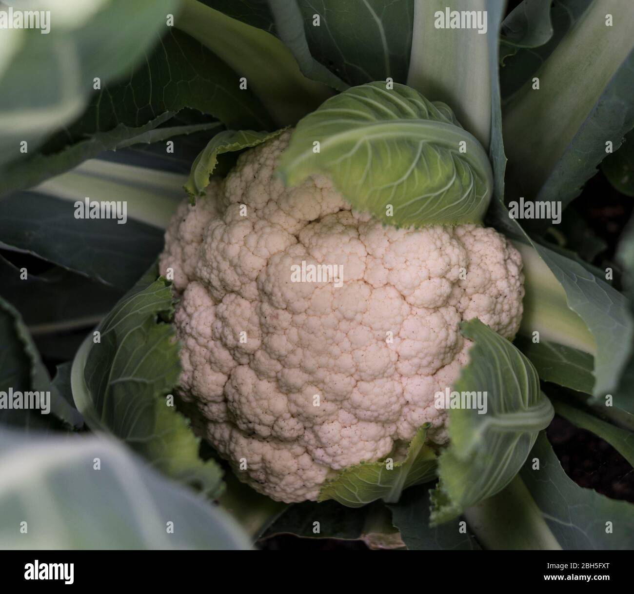 Blumenkohl wächst in einem Garten Stockfoto