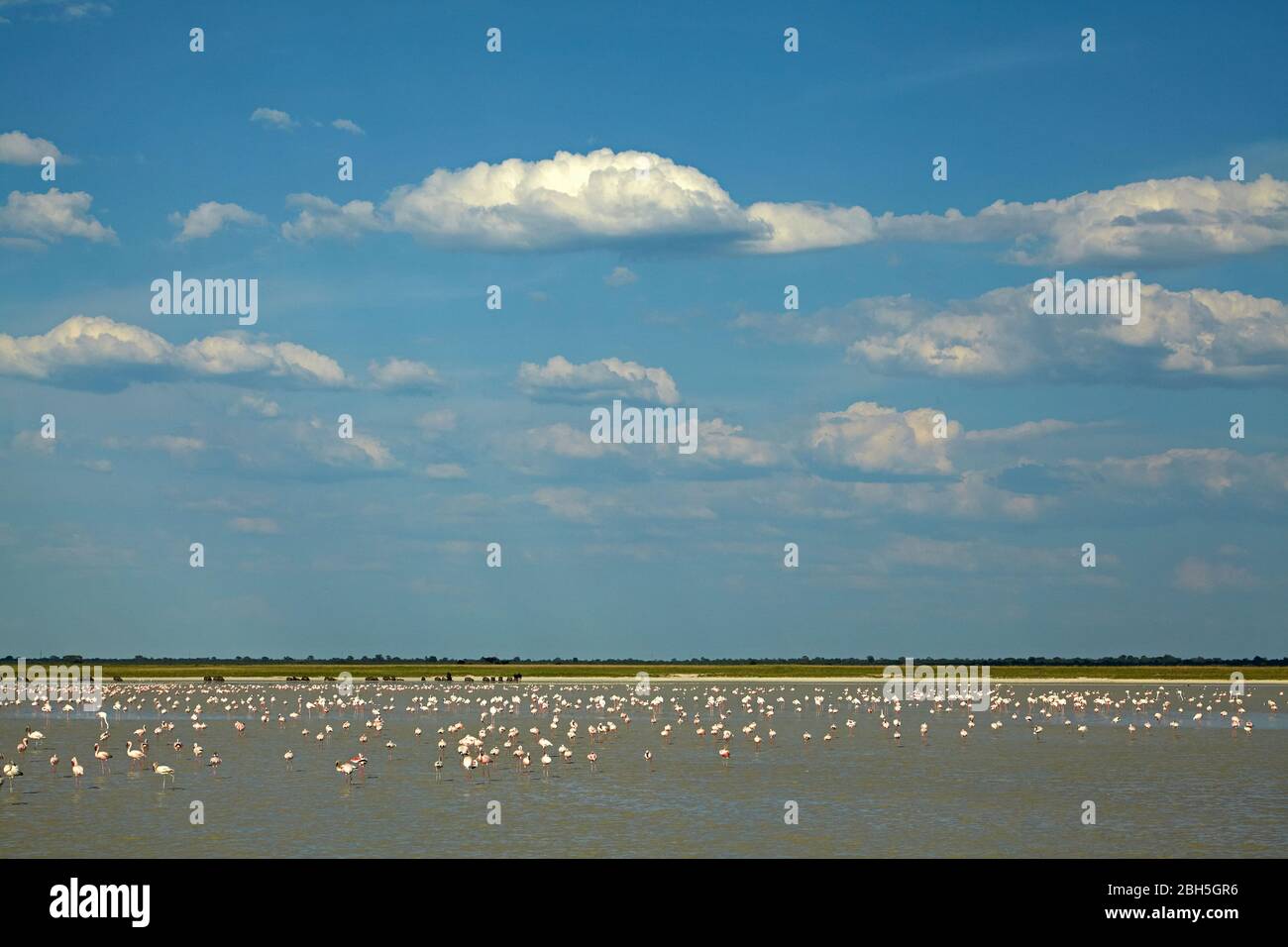 Kleine und größere Flamingos auf überschwemmten Sua Pan, Nata Bird Sanctuary, Botswana, Afrika Stockfoto