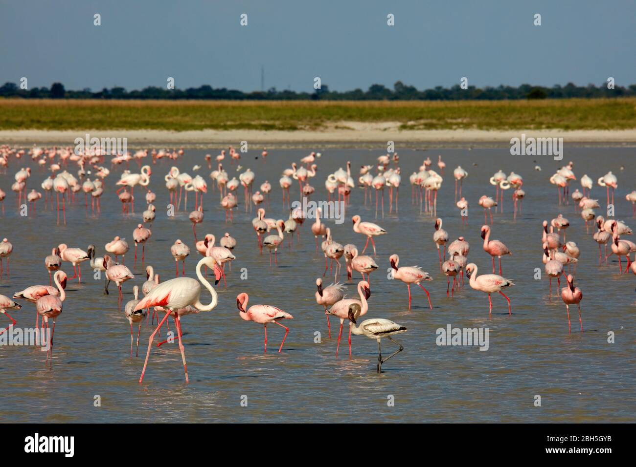 Kleine und größere Flamingos auf überschwemmten Sua Pan, Nata Bird Sanctuary, Botswana, Afrika Stockfoto