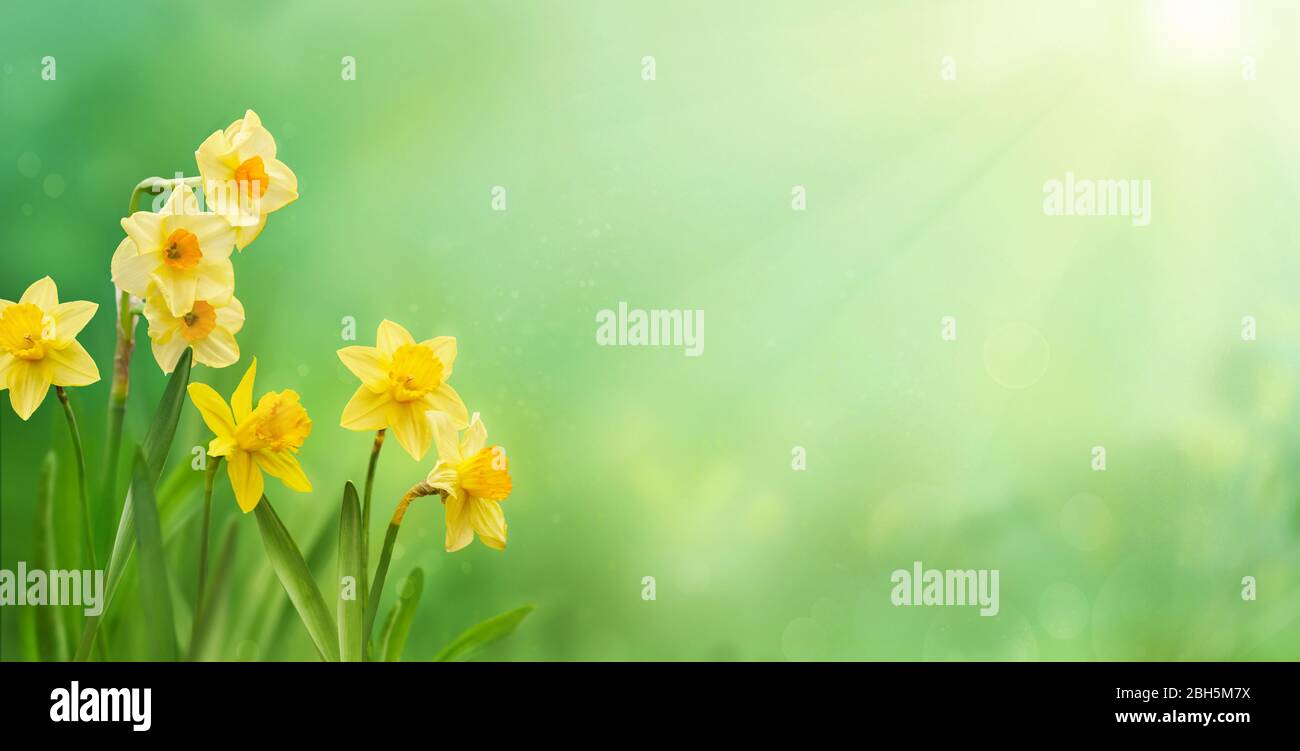 Schöne gelbe Narzissen im Sonnenschein im Frühling. Frühling oder Sommer Konzept. Stockfoto