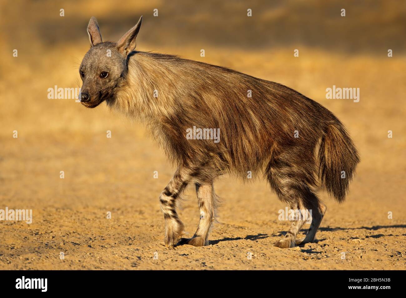 Eine Warnung Braune Hyäne (Hyaena brunnea), Kalahari Wüste, Südafrika Stockfoto