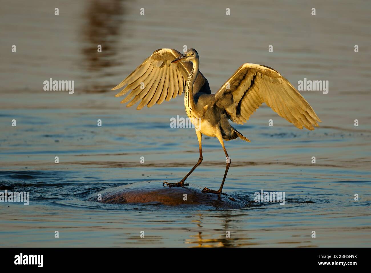 Ein Graureiher (Ardea cinerea) balanciert auf einem Nilpferd im Wasser, Kruger National Park, Südafrika Stockfoto