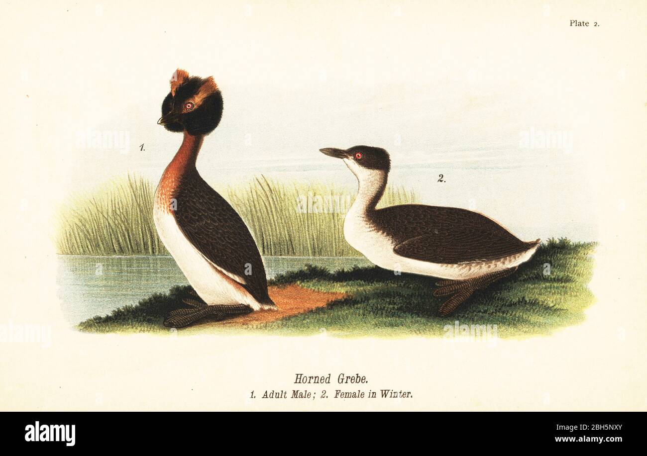Horntaucher, Podiceps auritus, erwachsenes Männchen 1, und Weibchen im Wintergefieder. Chromolithographie nach einer ornithologischen Illustration von John James Audubon aus Benjamin Harry Warren’s Report on the Birds of Pennsylvania, E.K. Mayers, Harrisburg, 1890. Stockfoto