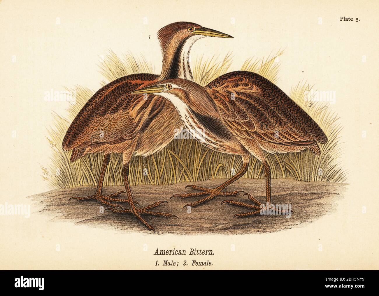 Amerikanische Bitterknabe, Botaurus lentiginosus, männlich 1, weiblich 2. Chromolithographie nach einer ornithologischen Illustration von John James Audubon aus Benjamin Harry Warren’s Report on the Birds of Pennsylvania, E.K. Mayers, Harrisburg, 1890. Stockfoto