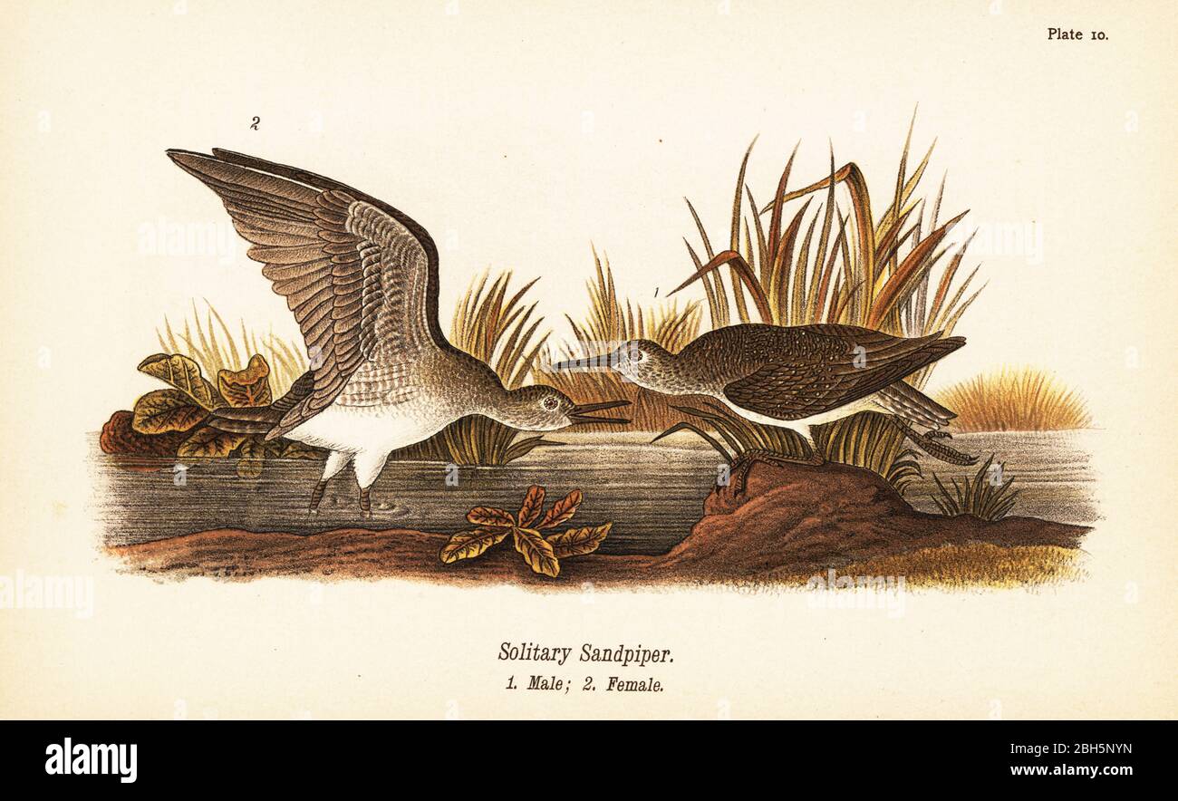 Solitärstrandläufer, Tringa solitaria, männlich 1, weiblich 2. Chromolithographie nach einer ornithologischen Illustration von John James Audubon aus Benjamin Harry Warren’s Report on the Birds of Pennsylvania, E.K. Mayers, Harrisburg, 1890. Stockfoto