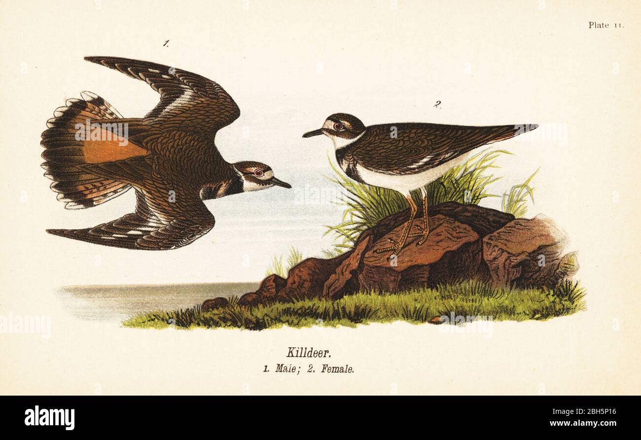 Killdeer, Charadrius vociferus, männlich 1, weiblich 2. Chromolithographie nach einer ornithologischen Illustration von John James Audubon aus Benjamin Harry Warren’s Report on the Birds of Pennsylvania, E.K. Mayers, Harrisburg, 1890. Stockfoto