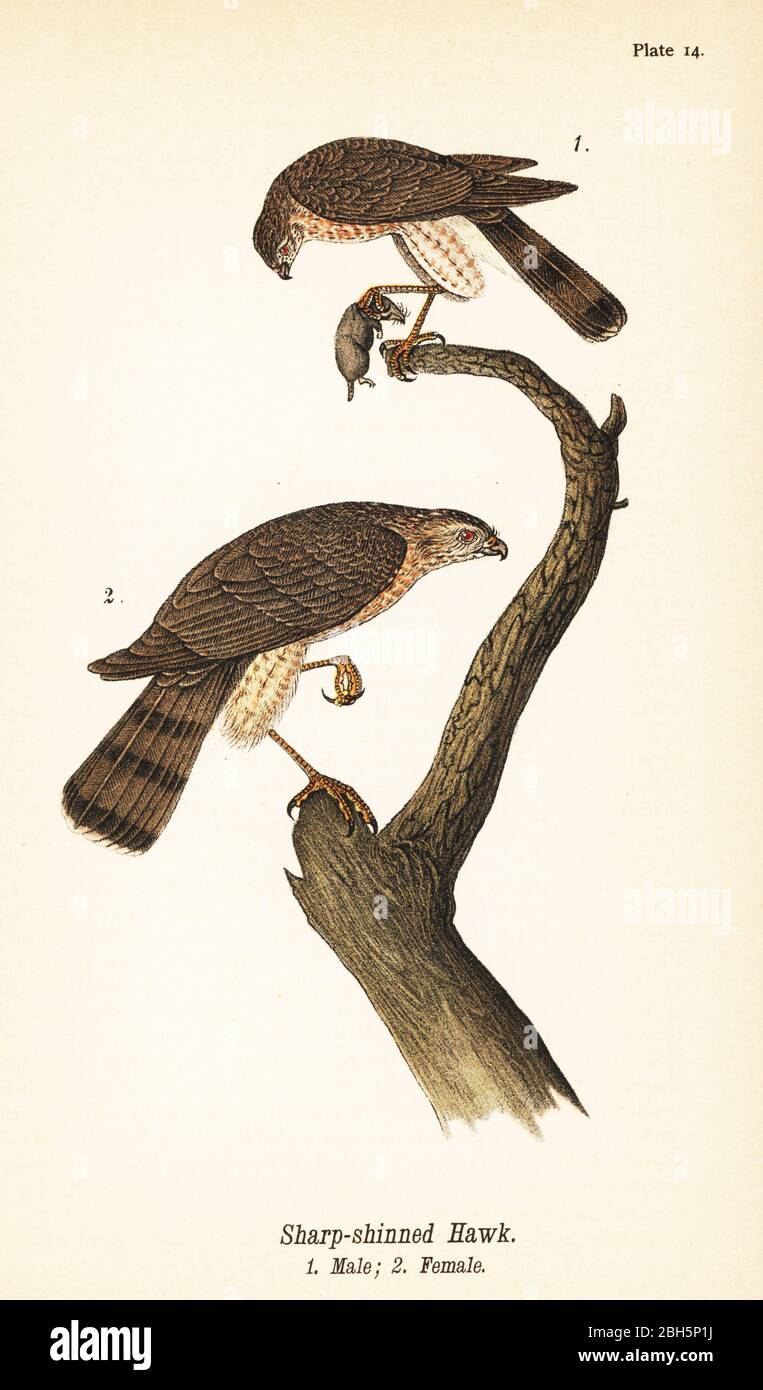 Scharfstrahliger Falke, Accipiter striatus, Männchen mit Beute 1, Weibchen 2. Chromolithographie nach einer ornithologischen Illustration von John James Audubon aus Benjamin Harry Warren’s Report on the Birds of Pennsylvania, E.K. Mayers, Harrisburg, 1890. Stockfoto