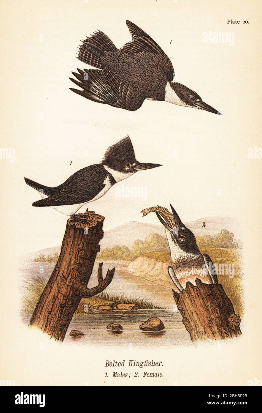 Eisvogel mit Gürtel, Megaceryle alcyon, Männchen 1, Weibchen 2. Chromolithographie nach einer ornithologischen Illustration von John James Audubon aus Benjamin Harry Warren’s Report on the Birds of Pennsylvania, E.K. Mayers, Harrisburg, 1890. Stockfoto