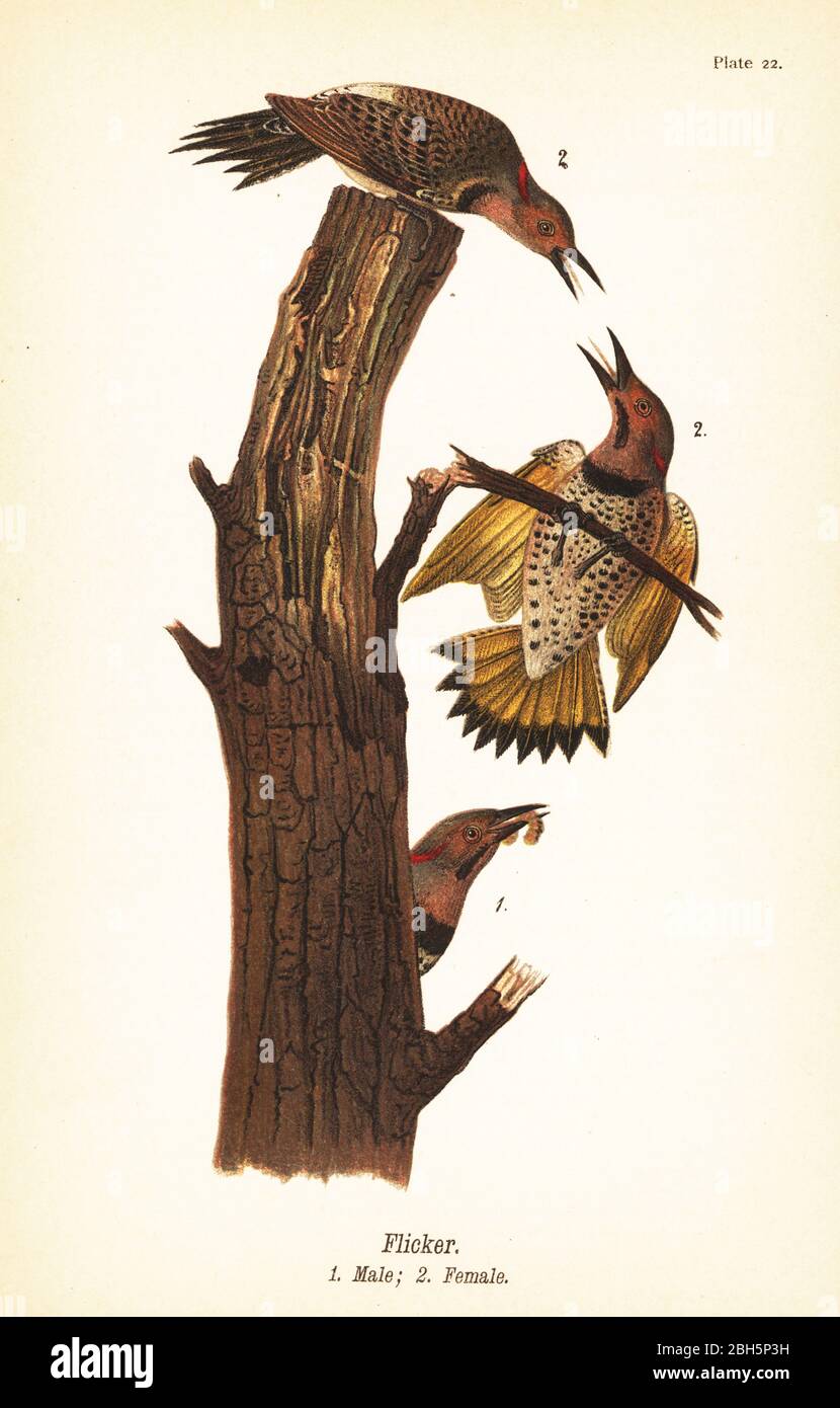 Nördlicher Flicker, Colaptes auratus. Flicker, männlich 1, weiblich 2. Chromolithographie nach einer ornithologischen Illustration von John James Audubon aus Benjamin Harry Warren’s Report on the Birds of Pennsylvania, E.K. Mayers, Harrisburg, 1890. Stockfoto