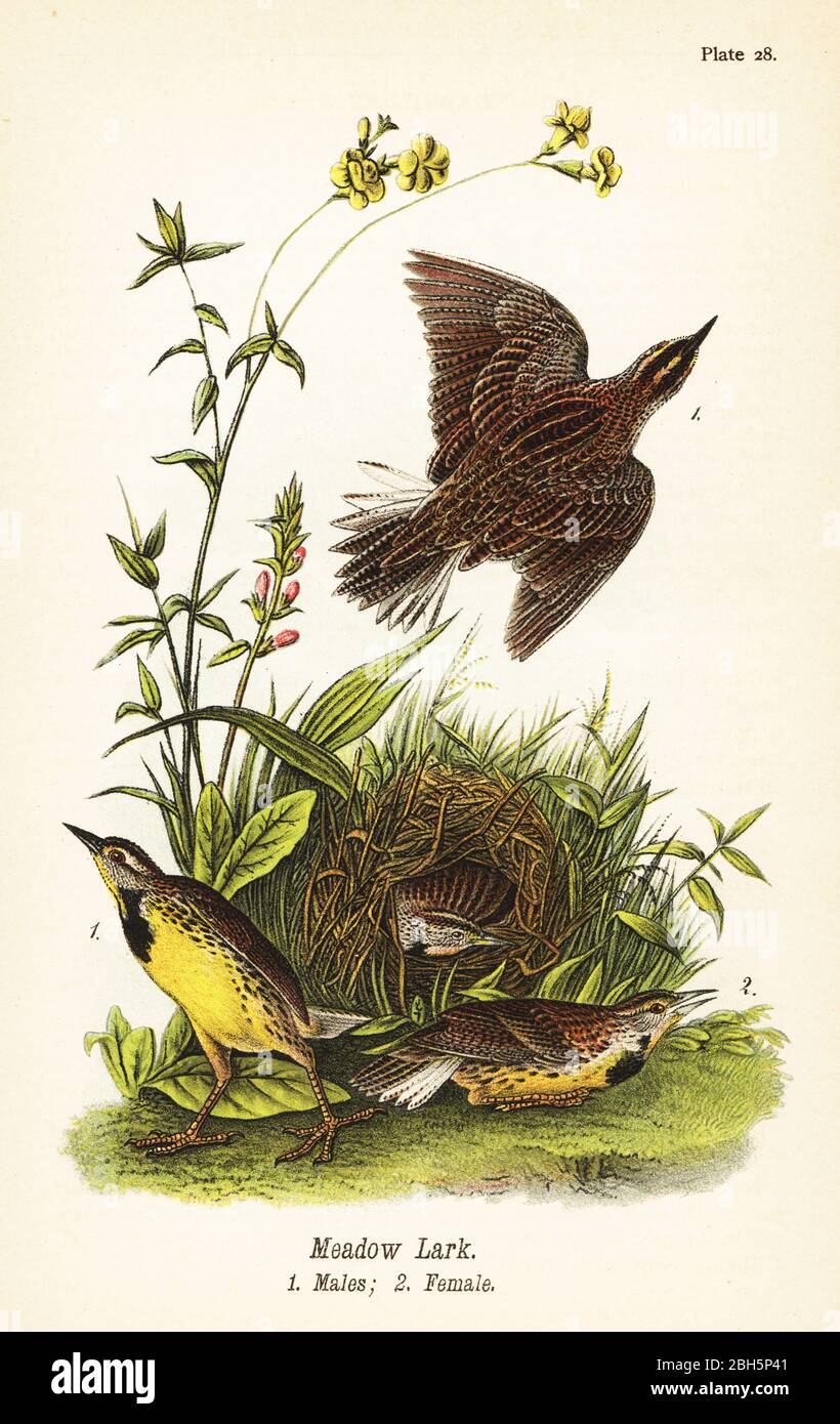 Östliche Wiesenlerche, Sturnella magna. Wiesenlerche, Männchen 1, Weibchen 2, Nest. Chromolithographie nach einer ornithologischen Illustration von John James Audubon aus Benjamin Harry Warren’s Report on the Birds of Pennsylvania, E.K. Mayers, Harrisburg, 1890. Stockfoto
