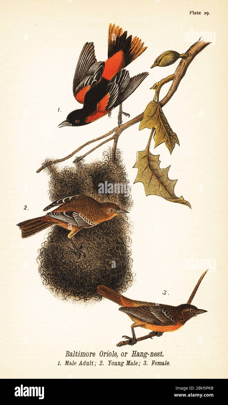 Baltimore Oriole oder Hängenest, Icterus galbula. Männlich Erwachsener 1, junger Mann 2, weiblich 3. Chromolithographie nach einer ornithologischen Illustration von John James Audubon aus Benjamin Harry Warren’s Report on the Birds of Pennsylvania, E.K. Mayers, Harrisburg, 1890. Stockfoto