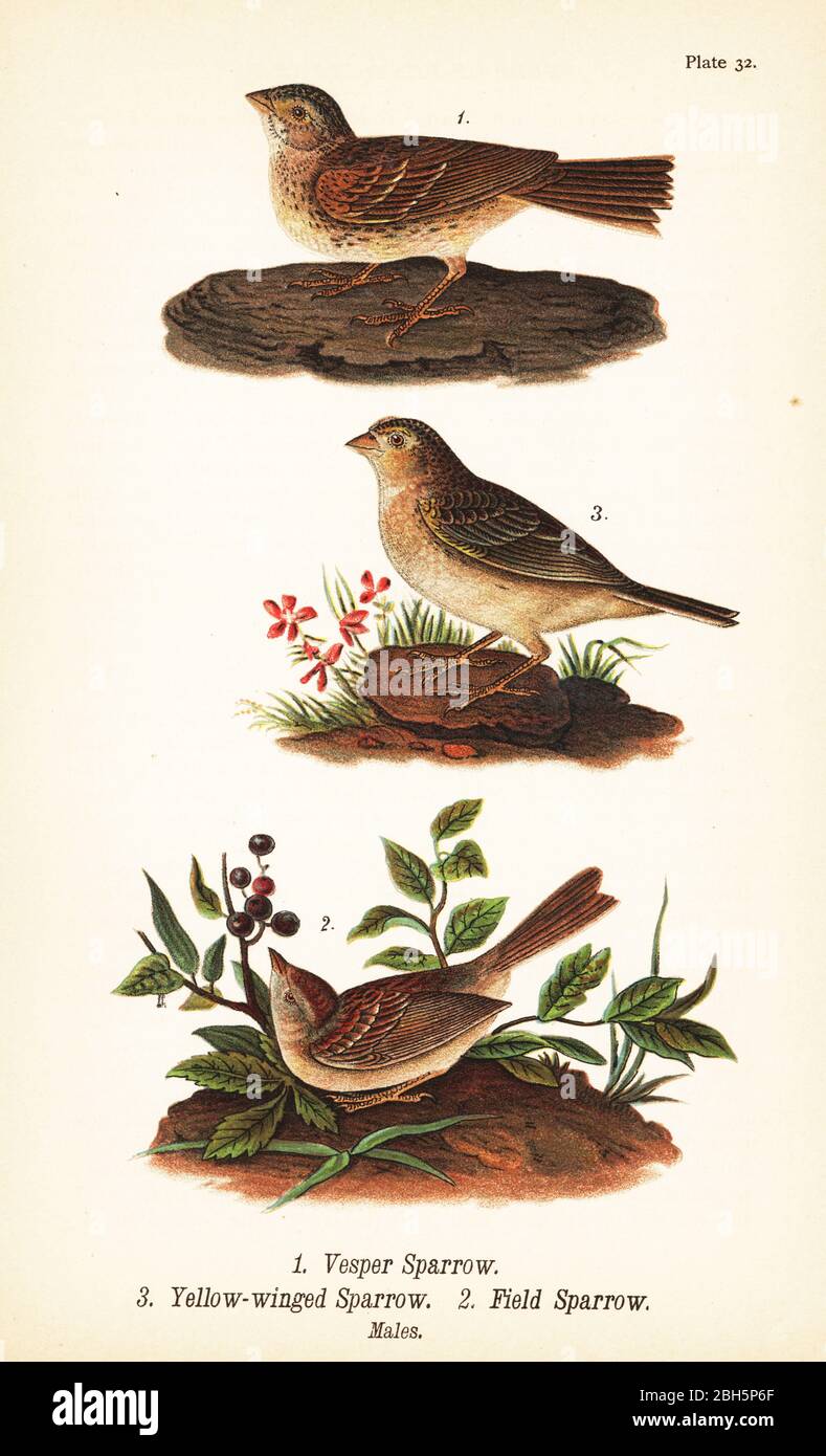 Vesperspersperling, Pooecetes gramineus 1, Heuschreckensperling, Ammodramus savannarum 2 und Feldsperling, Spizella pusilla 3. Vesperspersperling, Gelbflügelsperling und Feldsperling. Chromolithographie nach einer ornithologischen Illustration von John James Audubon aus Benjamin Harry Warren’s Report on the Birds of Pennsylvania, E.K. Mayers, Harrisburg, 1890. Stockfoto