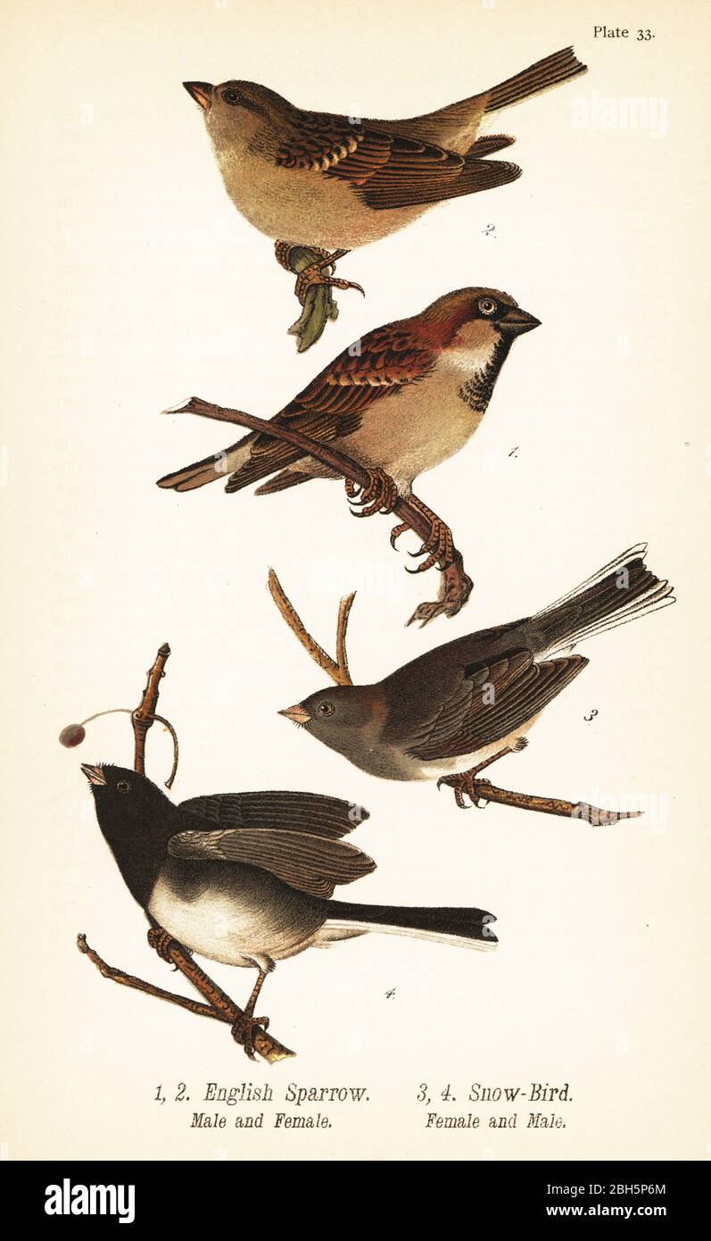 Haussperling, Passer domesticus und dunkeläugiger junco, Junco hyemalis. Englischer Sperling, Männchen 1, Weibchen 2, und Schneebird, Männchen 3, Weibchen 4. Chromolithographie nach einer ornithologischen Illustration von John James Audubon aus Benjamin Harry Warren’s Report on the Birds of Pennsylvania, E.K. Mayers, Harrisburg, 1890. Stockfoto