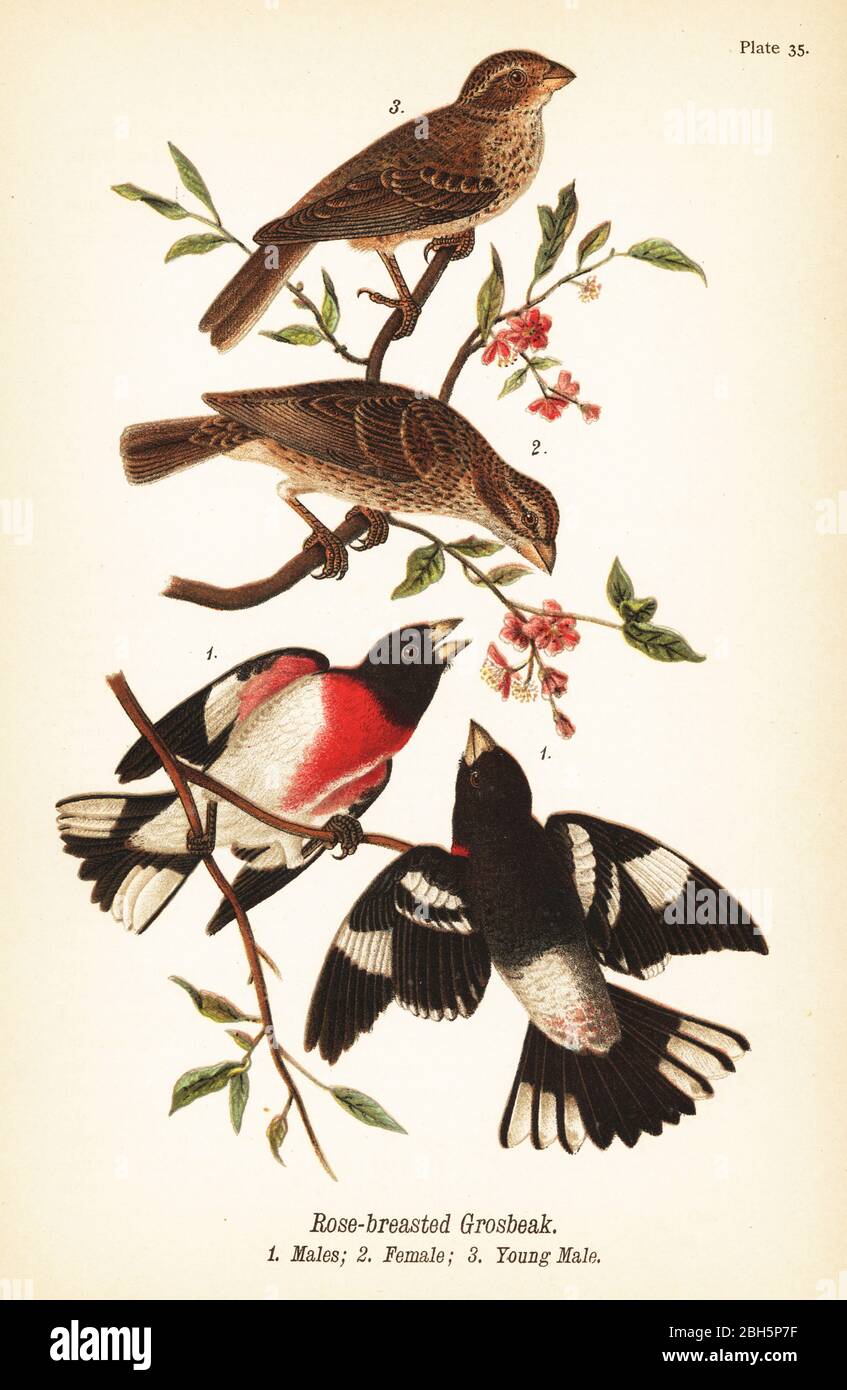 Rosenbrustschnabel, Pheucticus ludovicianus. Männchen 1, Weibchen 2, Jungmännchen 3. Chromolithographie nach einer ornithologischen Illustration von John James Audubon aus Benjamin Harry Warren’s Report on the Birds of Pennsylvania, E.K. Mayers, Harrisburg, 1890. Stockfoto