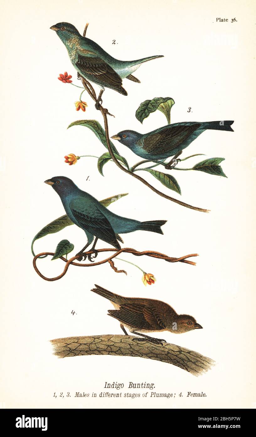 Indigo-Ammer, Passerina cyanea, Männchen in verschiedenen Stadien des Gefieders 1,2,3, und Weibchen 4. Chromolithographie nach einer ornithologischen Illustration von John James Audubon aus Benjamin Harry Warren’s Report on the Birds of Pennsylvania, E.K. Mayers, Harrisburg, 1890. Stockfoto