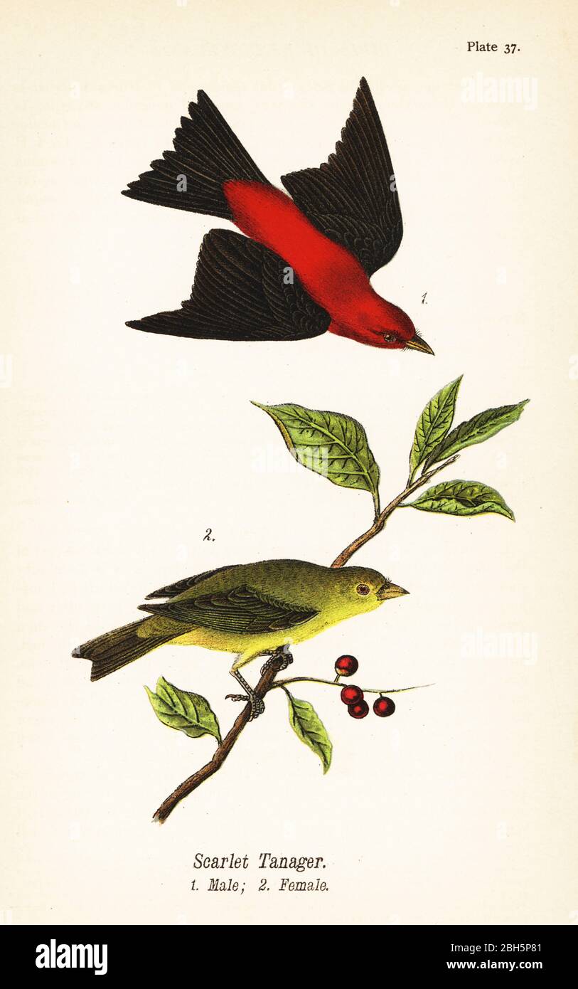 Scharlachtanager, Piranga olivacea, männlich 1, weiblich 2. Chromolithographie nach einer ornithologischen Illustration von John James Audubon aus Benjamin Harry Warren’s Report on the Birds of Pennsylvania, E.K. Mayers, Harrisburg, 1890. Stockfoto