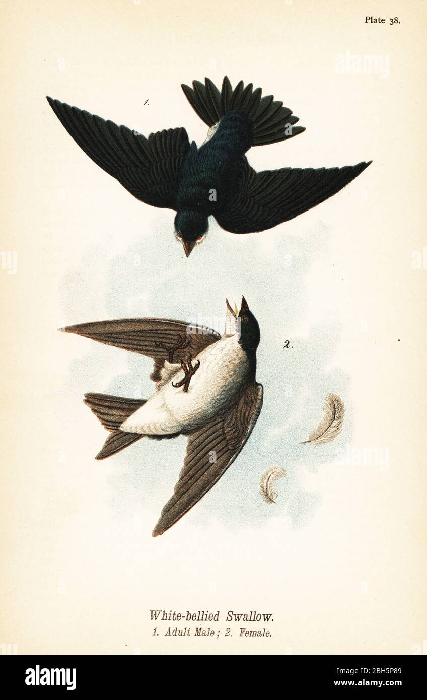 Baumschwalbe, Tachycineta bicolor. Weißbauchige Schwalbe, Erwachsene Männchen 1, Weibchen 2. Chromolithographie nach einer ornithologischen Illustration von John James Audubon aus Benjamin Harry Warren’s Report on the Birds of Pennsylvania, E.K. Mayers, Harrisburg, 1890. Stockfoto