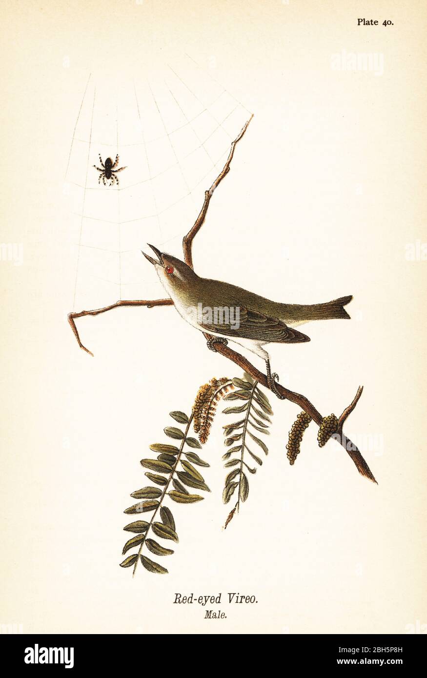 Rotaugen-Vireo, Vireo olivaceus, männlich. Chromolithographie nach einer ornithologischen Illustration von John James Audubon aus Benjamin Harry Warren’s Report on the Birds of Pennsylvania, E.K. Mayers, Harrisburg, 1890. Stockfoto