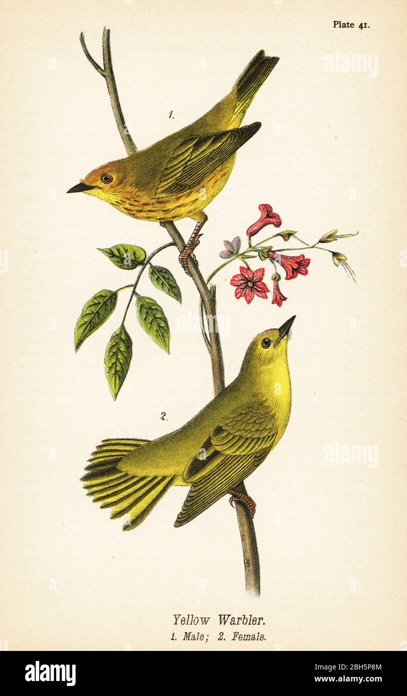 Gelbwaldsänger, Setophaga petechia, männlich 1, weiblich 2. Chromolithographie nach einer ornithologischen Illustration von John James Audubon aus Benjamin Harry Warren’s Report on the Birds of Pennsylvania, E.K. Mayers, Harrisburg, 1890. Stockfoto