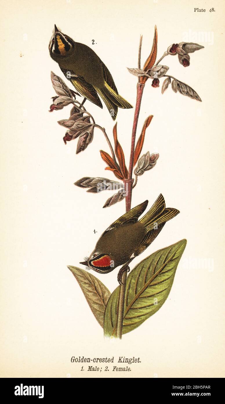 Goldröntes Königl, Regulus satrapa. Goldkrautkätzchen, Männchen 1, Weibchen 2. Chromolithographie nach einer ornithologischen Illustration von John James Audubon aus Benjamin Harry Warren’s Report on the Birds of Pennsylvania, E.K. Mayers, Harrisburg, 1890. Stockfoto
