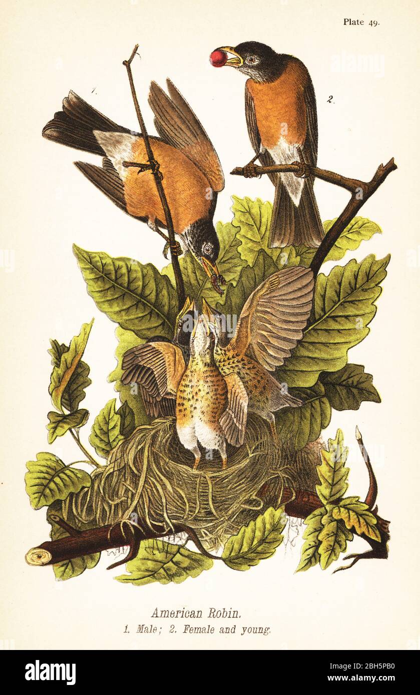 Amerikanischer Rotkehlchen, Turdus migratorius, Männchen 1, Weibchen 2 und Junge im Nest. Chromolithographie nach einer ornithologischen Illustration von John James Audubon aus Benjamin Harry Warren’s Report on the Birds of Pennsylvania, E.K. Mayers, Harrisburg, 1890. Stockfoto