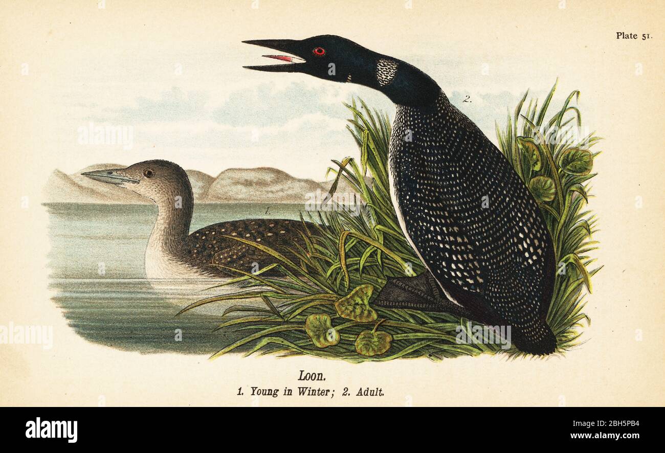 Loon, Gavia immer, jung im Winter 1, Erwachsene 2. Chromolithographie nach einer ornithologischen Illustration von John James Audubon aus Benjamin Harry Warren’s Report on the Birds of Pennsylvania, E.K. Mayers, Harrisburg, 1890. Stockfoto