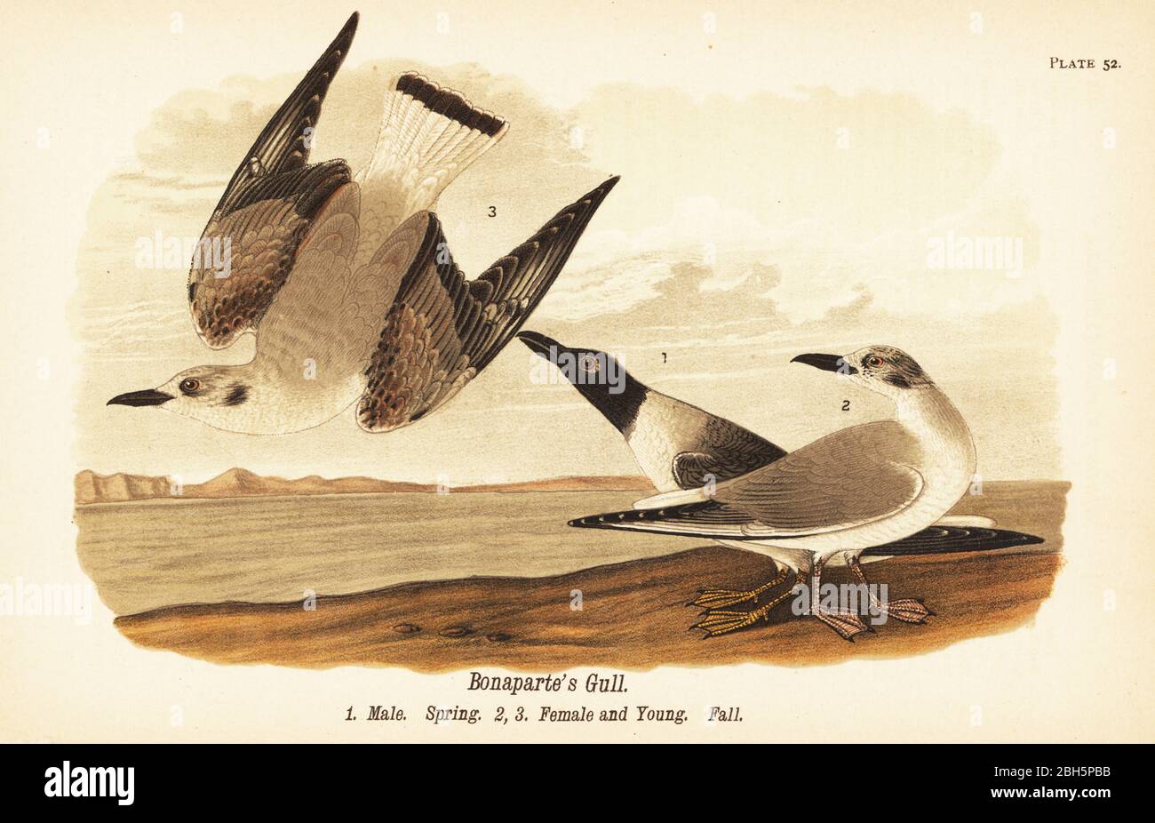 Bonaparte-Möwe, Chroicocephalus philadelphia, männlicher Frühling 1, weiblich 2 und jung 3 im Herbstgefieder. Chromolithographie nach einer ornithologischen Illustration von John James Audubon aus Benjamin Harry Warren’s Report on the Birds of Pennsylvania, E.K. Mayers, Harrisburg, 1890. Stockfoto