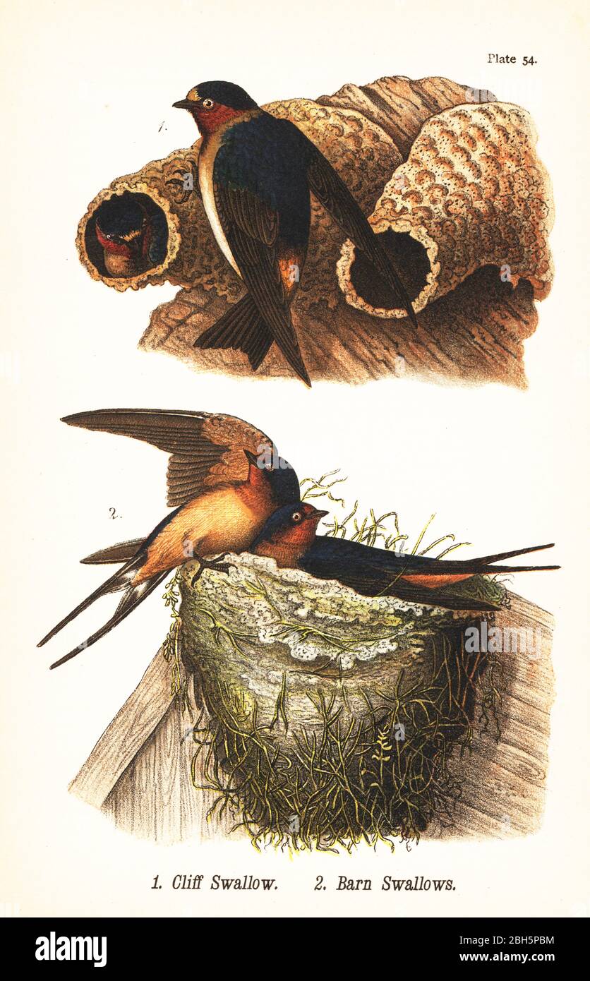 Klippenschwalbe, Petrochelidon pyrrhonota 1 und Scheunenschwalbe, Hirundo rustica 2. Chromolithographie nach einer ornithologischen Illustration von John James Audubon aus Benjamin Harry Warren’s Report on the Birds of Pennsylvania, E.K. Mayers, Harrisburg, 1890. Stockfoto
