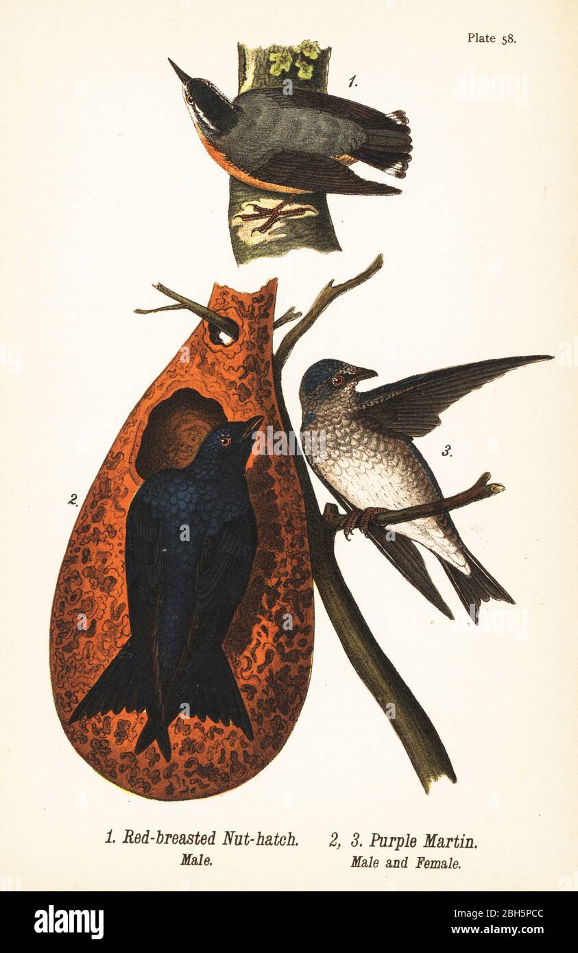 Rotreiher Nuthatch, Sitta canadensis, männlich 1, und lila martin, Progne subis, männlich 2, und weiblich 3. Chromolithographie nach einer ornithologischen Illustration von John James Audubon aus Benjamin Harry Warren’s Report on the Birds of Pennsylvania, E.K. Mayers, Harrisburg, 1890. Stockfoto