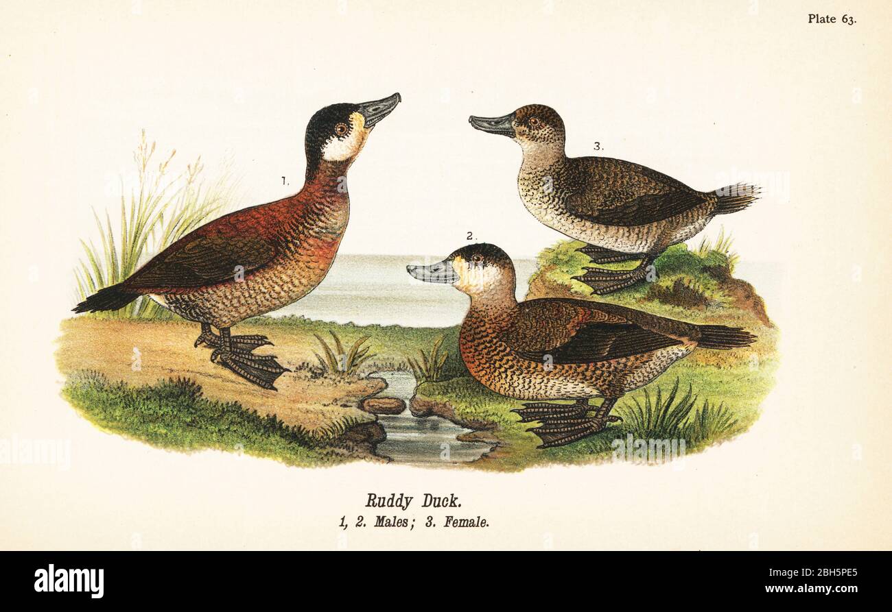 Rosige Ente, Oxyura jamaicensis, Männchen 1,2, und Weibchen 3. Chromolithographie nach einer ornithologischen Illustration von John James Audubon aus Benjamin Harry Warren’s Report on the Birds of Pennsylvania, E.K. Mayers, Harrisburg, 1890. Stockfoto